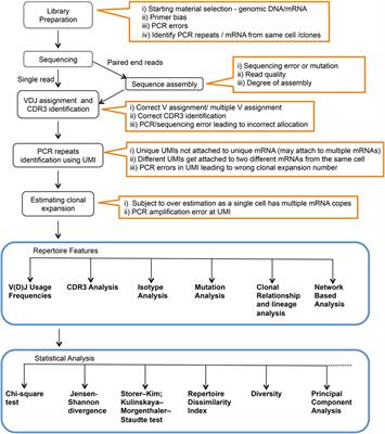 Analyzing Immunoglobulin Repertoires